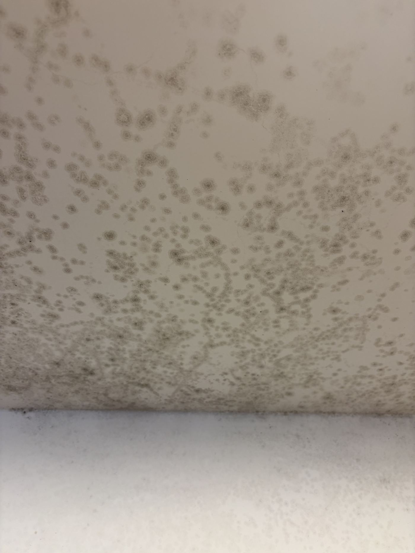 Real photo of condensation mold on a ceiling from our case study