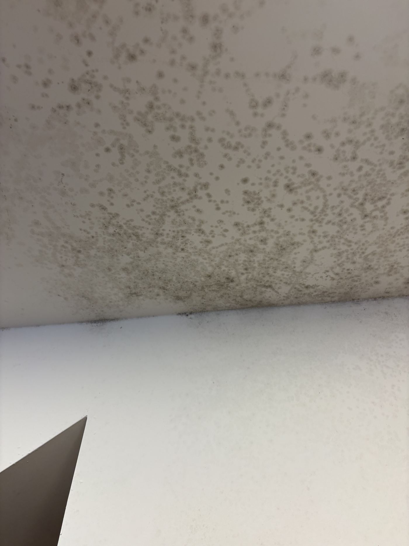 Ceiling above a window with mold concentrated most heavily near the window frame