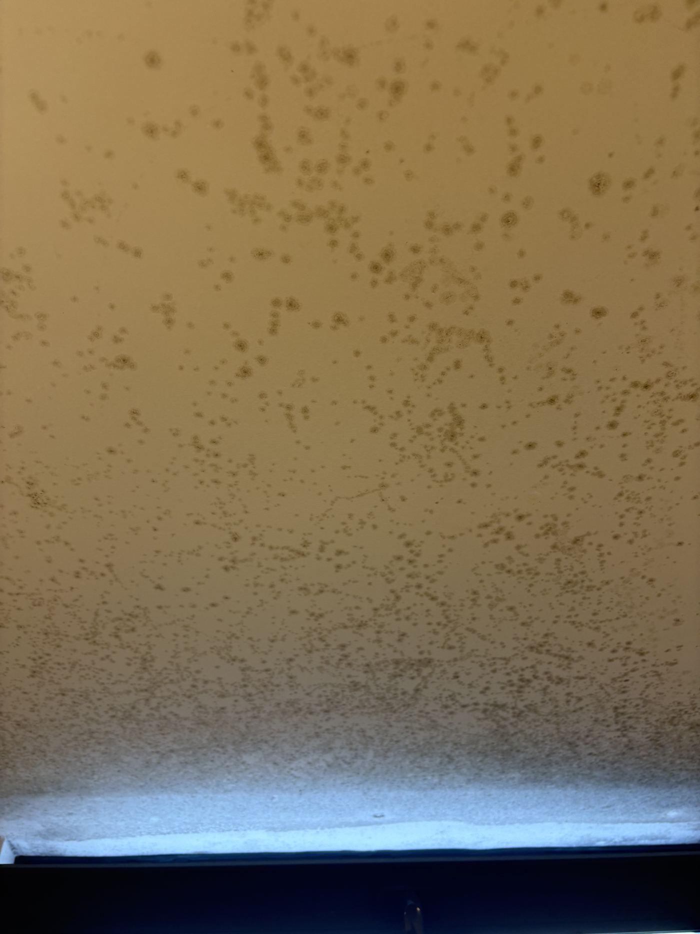 Close view of scattered mold colonies across a flat section of ceiling