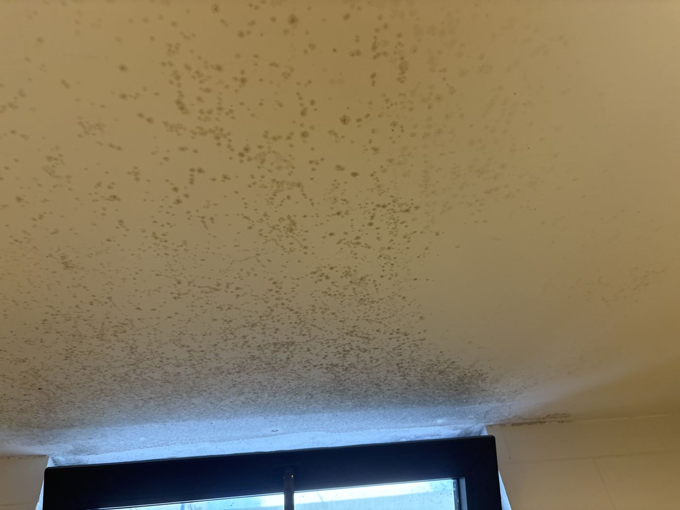 Close-up of dense mold coverage where the ceiling meets a wall corner