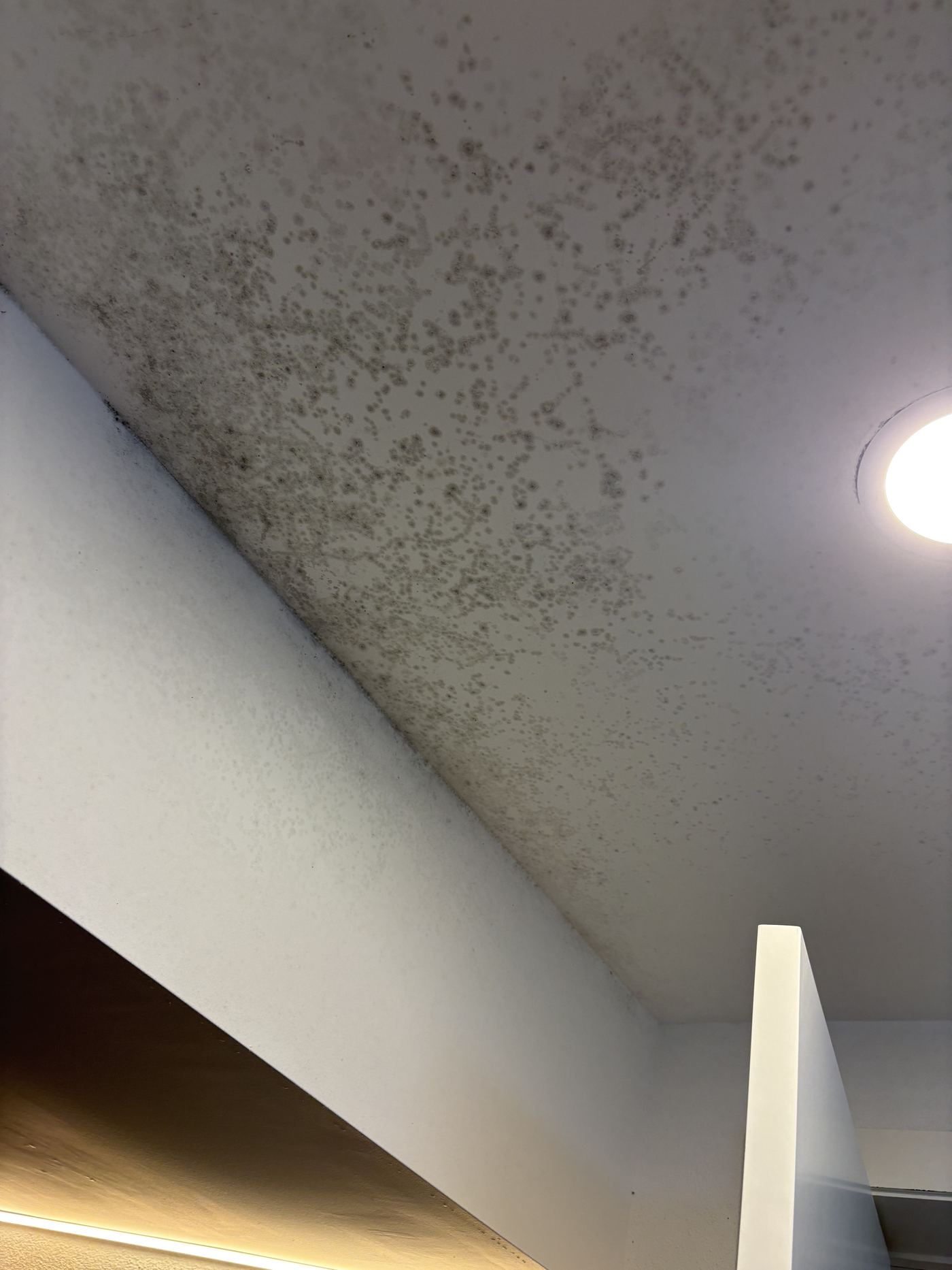 Close-up detail of dense clustered mold colonies on a ceiling surface